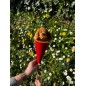 Marotte - Chien Marotte - Chien