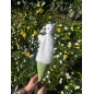 Marotte - Mouton Marotte - Mouton