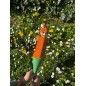 Marotte - Ecureuil Marotte - Ecureuil