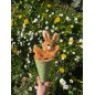 Marotte - Lapin Marotte - Lapin