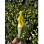 Marotte - Poussin Marotte - Poussin