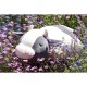 nemu nemu Plush - MOLLY - Cow - Size L - 53 cm 