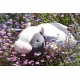 nemu nemu Plush - MOLLY - Cow - Size L - 53 cm 