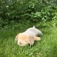 Peluche nemu nemu - SORA - Chien Golden Retriever - Taille L - 56 cm 