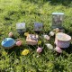 Musical Cube Box Peter Rabbit© - Carrot