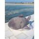 nemu nemu Plush - ZAP - Shark - Size S - 16 cm 