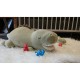 nemu nemu Plush - TIRANO - Dinausor - Size L - 53 cm 