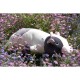 Peluche nemu nemu - MOLLY - Vache - Taille L - 53 cm 