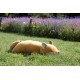 Peluche nemu nemu - KONTA - Renard - Taille L - 53 cm 