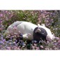 Peluche NEMU Taille L - Vache - Molly Peluche NEMU Taille L - Vache - Molly