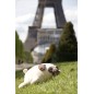 Peluche NEMU Taille M - Bulldog - Hana Peluche NEMU Taille M - Bulldog - Hana