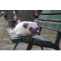 Peluche NEMU Taille M - Bulldog - Hana Peluche NEMU Taille M - Bulldog - Hana