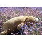 Peluche NEMU Taille L - Ours Brun - Cookie Peluche NEMU Taille L - Ours Brun - Cookie