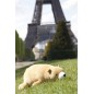 Peluche NEMU Taille L - Ours Brun - Cookie Peluche NEMU Taille L - Ours Brun - Cookie