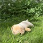 Peluche NEMU Taille L - Golden Retriever - Sora Peluche NEMU Taille L - Golden Retriever - Sora